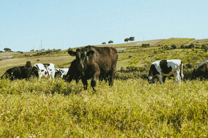 Per un sector ramader sostenible