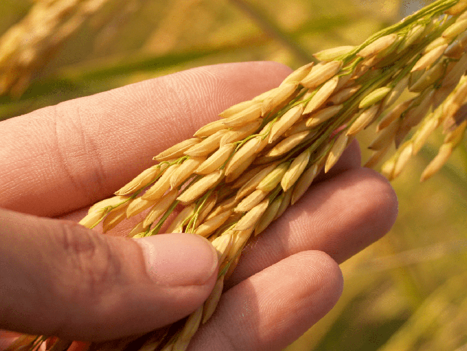 Servicios de asesoría agrícola y ganadera